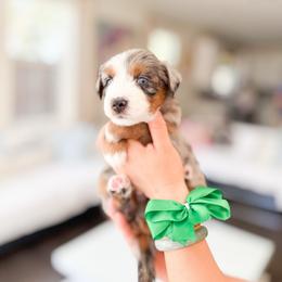 Zuko - Blue merle male Bernedoodle puppy in Ontario, California from Teddy Doodles & Standard Poodles