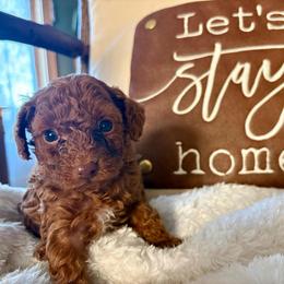 Cody - Red  male Poodle puppy in Utica, Ohio from Poodle Me Crazy