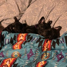Boston Terrier and Companion Cross Puppies from Antelope Creek Frenchtons