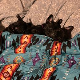 Boston Terrier and Companion Cross Puppies from Antelope Creek Frenchtons