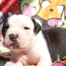 Maroon Collar girl - Black female American Bully puppy in Sandy Hook, Connecticut from Fia Bullies