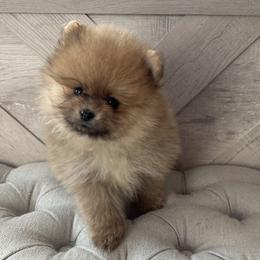 Pomeranian puppies from Tinkerpoms
