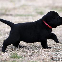Fancy Girl 4 - Hot Pink Collar - Black female Labrador Retriever puppy in Point, Texas from Lakylu Kennels