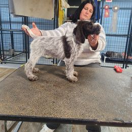 Boy 2 - male Wirehaired Pointing Griffon puppy in Clear Spring, Maryland from Moonshine's Wirehaired Pointing Griffons