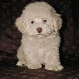 Peach - Cream female Poodle puppy in Hudson, North Carolina from Pawsh Petites