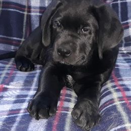 Labrador Retriever Puppies from Shadowhawk Labrador Retrievers