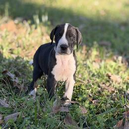 Ronald Weasley - Mantle male Great Dane puppy in Montgomery, Texas from KD Sweet Southern Danes