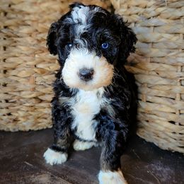 Lariat - Black and white female Aussiedoodle puppy in Crete, Nebraska from Doodles & Co