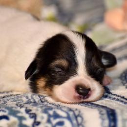 Spot - White and black male Pembroke Welsh Corgi puppy in East Canton, Ohio from Victorian Farms