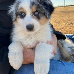 Australian Shepherd Puppies from FoxRest Australian Shepherds