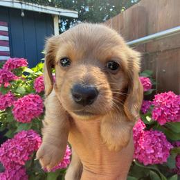 AKC LH Recessive Red (hidden dapple) - Red female Dachshund puppy in Cottonwood, California from Circle C Farm