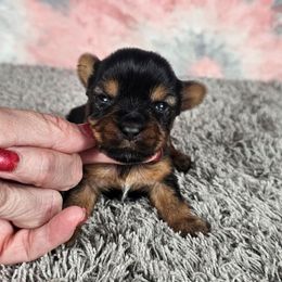 Pup 4 - Black and tan female Yorkshire Terrier puppy in Polk City, Florida from Yorkies by Casey