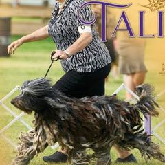 Bergamasco Sheepdogs from Du Terroir