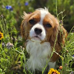 Mocha - Cavalier King Charles Spaniel