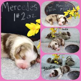 MerSadies - Red merle female Toy Australian Shepherd puppy in Levelland, Texas from Once Upon a Time Aussies