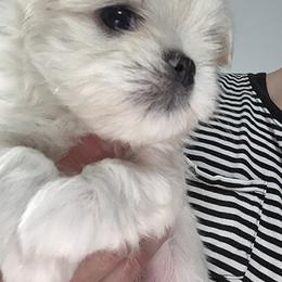 Maltese Puppies from Platinum Dunes Maltese Kennel