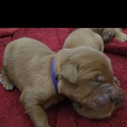 Golden Retriever Puppies from Mountain View Kennel