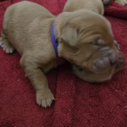 Golden Retriever Puppies from Mountain View Kennel