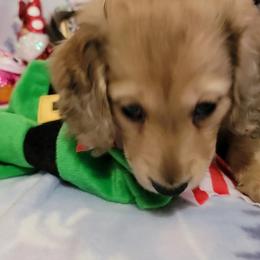 Dachshund Puppies from CLARK'S BREEDING PROGRAM