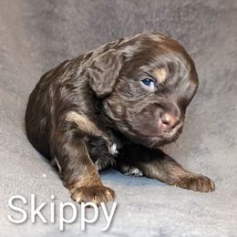 Skippy - Brown and tan male Cockapoo puppy in Sunset, Louisiana from Cano Cockapoos
