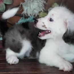Boy 1 - Blue merle male Aussiedoodle puppy in Lawton, Oklahoma from Lindsey’s Aussies