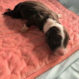 Girl 1 - Red tri-color female Australian Shepherd puppy in Worcester County, Massachusetts from O’Kejas  Kennel