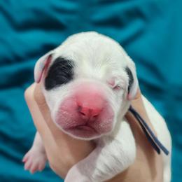 Ares - White and black male Dalmatian puppy in Gray, Georgia from Fuller Spots