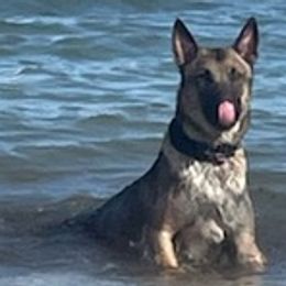 Belgian Malinois and German Shepherds from OBrien Malinois and Shepherds