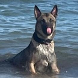 Belgian Malinois and German Shepherds from OBrien Malinois and Shepherds