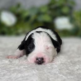 Oreo - Black & white female Australian Shepherd puppy in Summerville, South Carolina from Flowertown Aussies