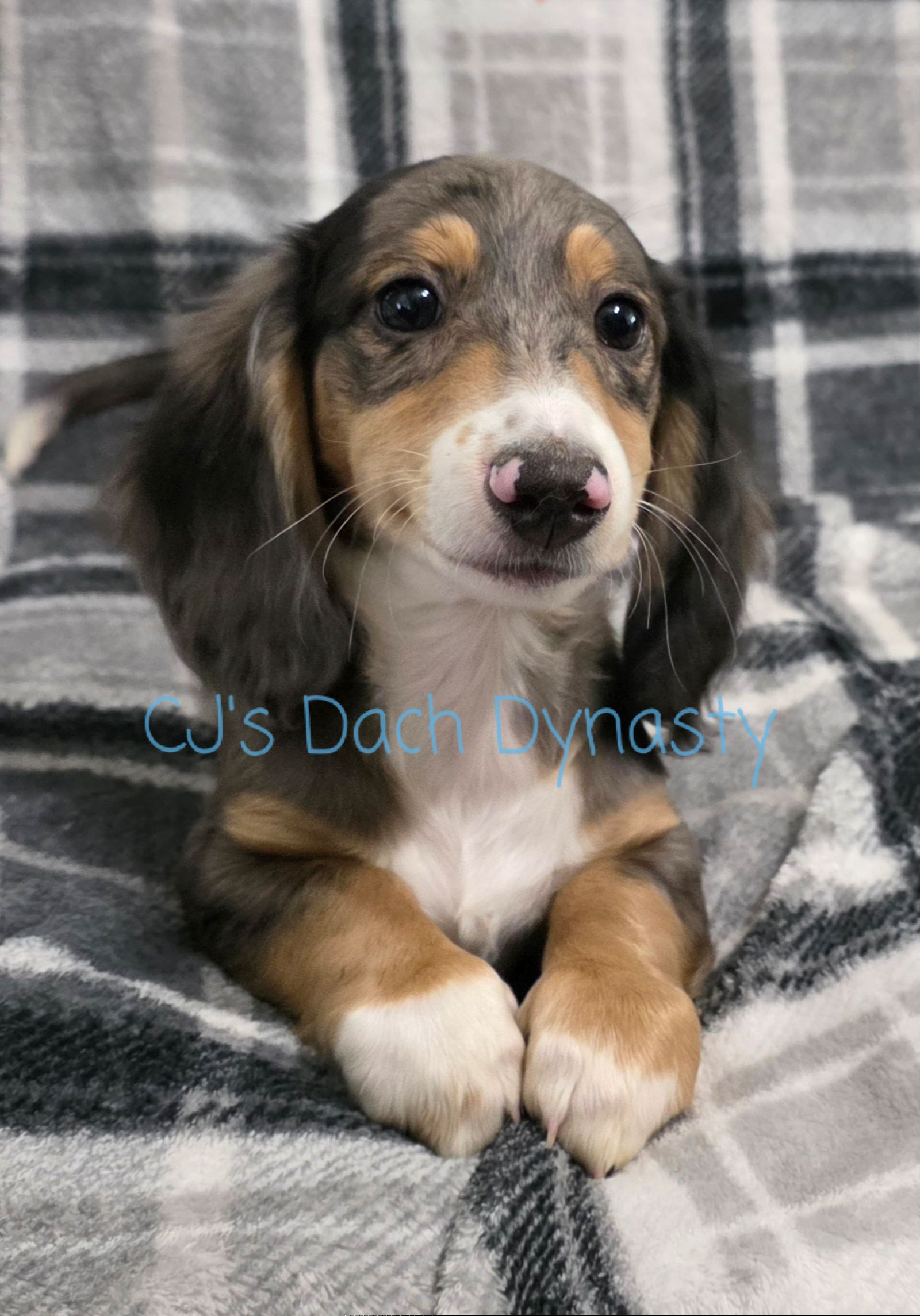 COURT 3200 - Black and cream male Dachshund puppy in Gatesville, Texas from CJ's Dach Dynasty