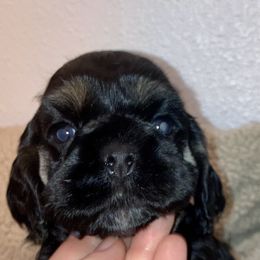 Cocker Spaniel Puppies from Doc's Cockers