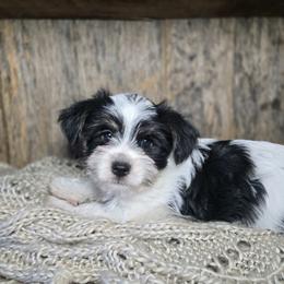 Ozzy - Parti male Yorkshire Terrier puppy in Mountain Grove, Missouri from Precious Puppies