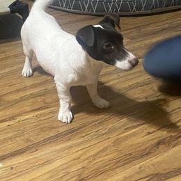 Gunner - Russell Terrier