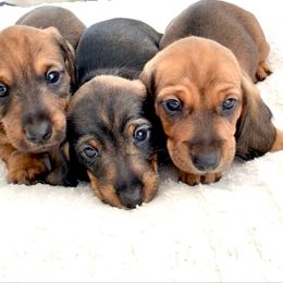 Wild Boar Wire - Wild boar male Dachshund puppy in Michigan And Florida Locations, Michigan from UP North Dachshunds UPNDLLC