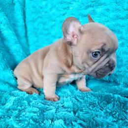 Prince - Blue male French Bulldog puppy in Las Vegas, Nevada from Fabulousbulldogs LLC