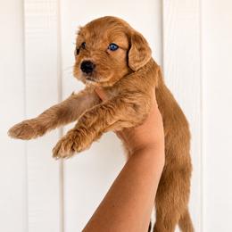 Ohtani - Cream male Aussiedoodle puppy in Greensboro, North Carolina from Glendale Doodles