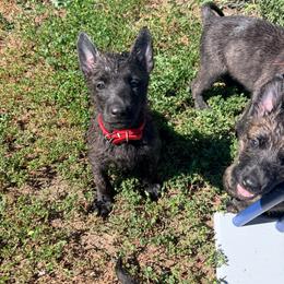 Red - Gold brindle male Dutch Shepherd puppy in Wheatland, Wyoming from Mill Iron Dutch Shepherds