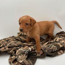 Red - Yellow male Labrador Retriever puppy in Heath Springs, South Carolina from Rich Hill Retrievers