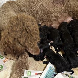 Queen - Black female Poodle puppy in Ormond Beach, Florida from Shooting Star Standard Poodles