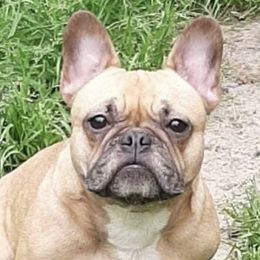 French Bulldogs from Bellafrenchie