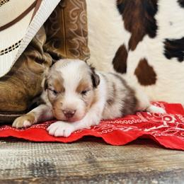 KLAYRE - Red merle female Australian Shepherd puppy in Durand, Wisconsin from Larson’s Legacy Aussome Aussie Kennels