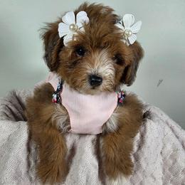 Maple - Sable female Aussiedoodle puppy in Haleyville, Alabama from The Cuddly Dood Ranch
