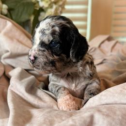Tide - Merle male Cockapoo puppy in Saint Louis, Missouri from Jax Doodles