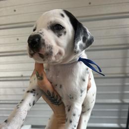 BLUE - White and black male Dalmatian puppy in Demorest, Georgia from Dixon Dalmatians