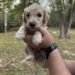 River - Cream male Poodle puppy in Osyka, Mississippi from Southern Sunshine Standards