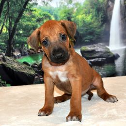 Rhodesian Ridgeback Puppies from Diane Quitoni