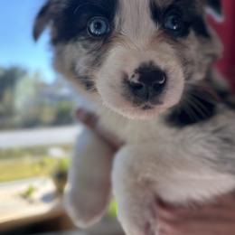 Loki Jr - Black tri male Miniature Australian Shepherd puppy in Big Pine Key, Florida from Smushy Pups