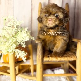 Prince B - Liver male Shih Tzu puppy in Xenia, Ohio from Crown & Tress Shih Tzu