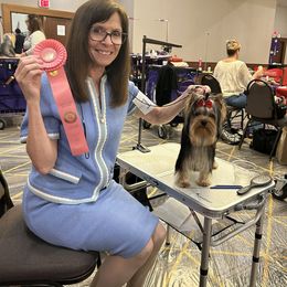 Yorkshire Terrier Puppies from Earthmountain Yorkies